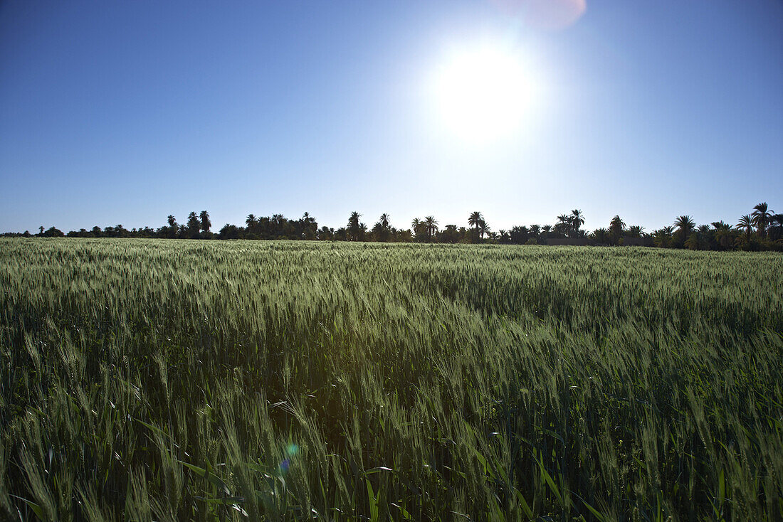 Green field of wheat at Nile valley, Sudan, Africa