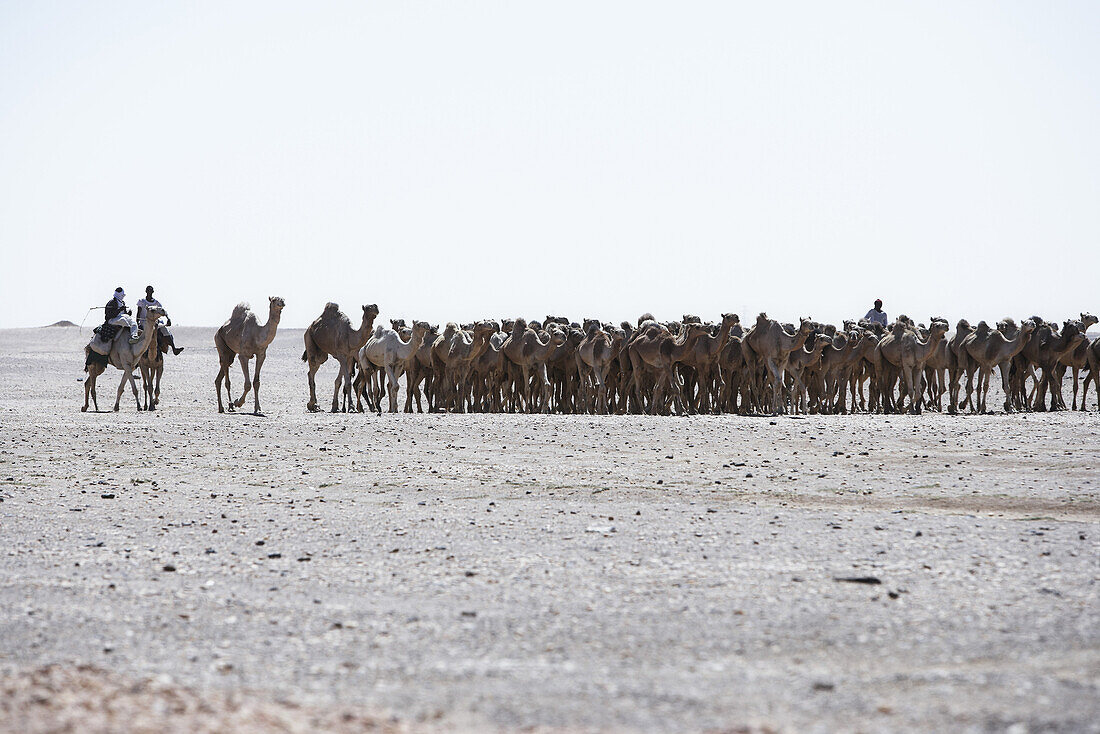 Camel herd, Sudan, Africa