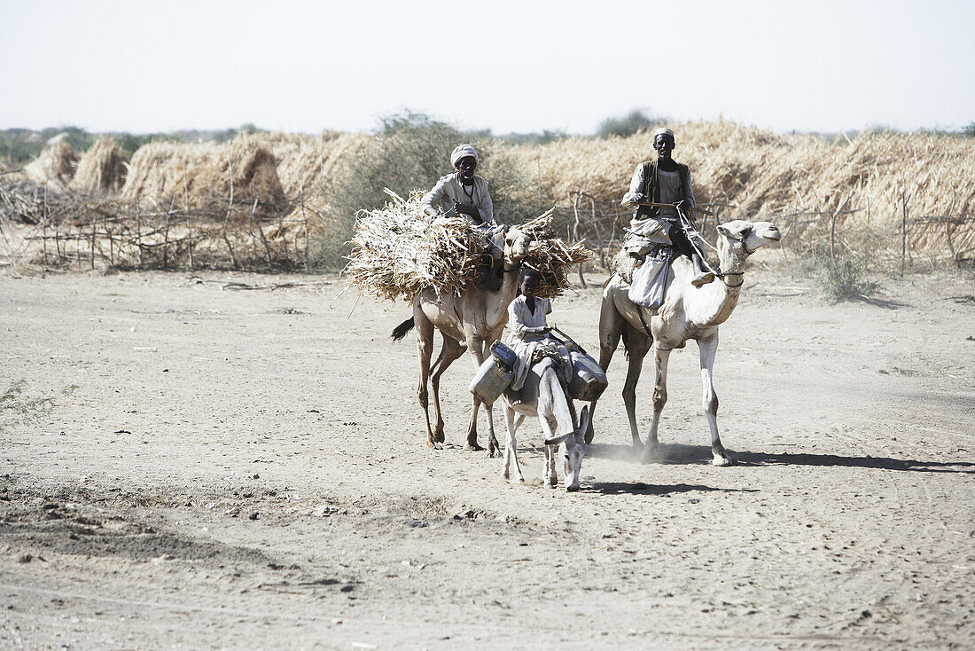 Bauern reiten auf Kamelen, Port Sudan, Sudan, Afrika