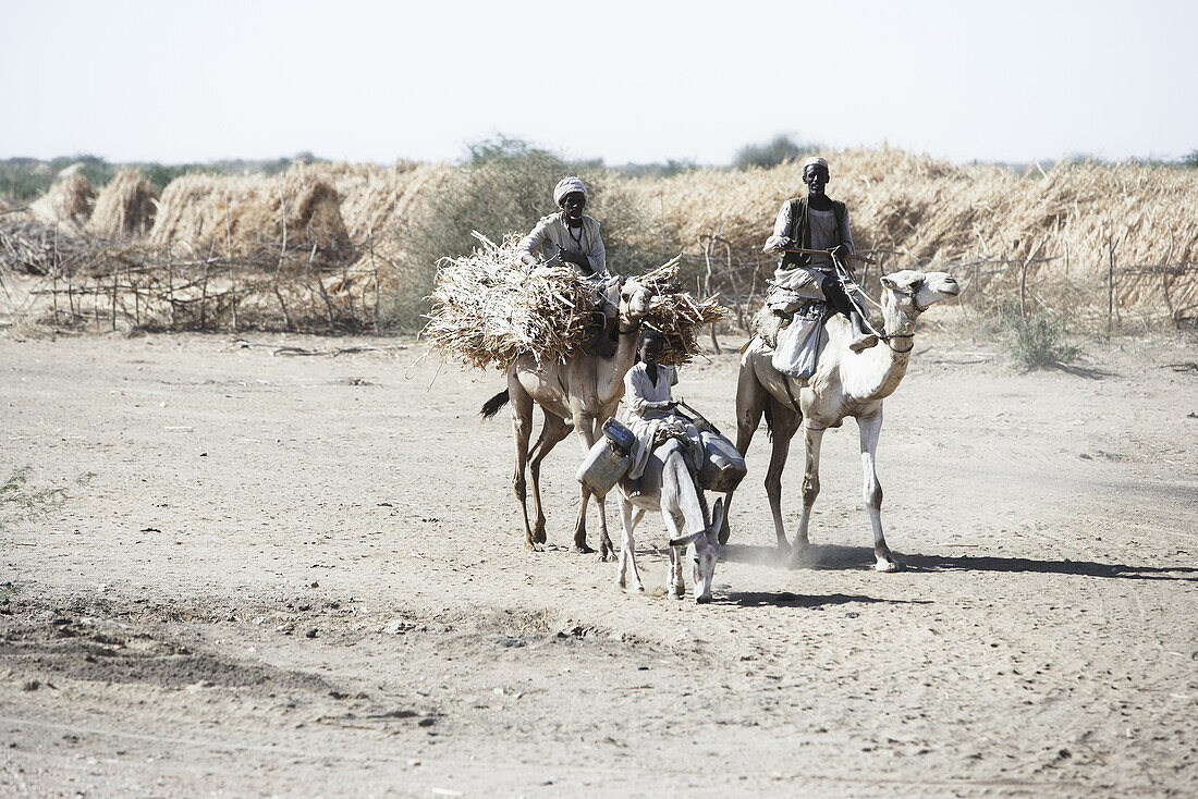 Farmers riding camels, Port Sudan, Sudan, Africa