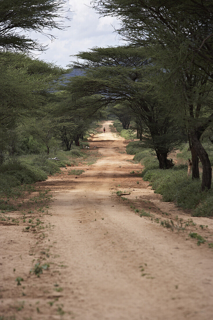 Sand track under acacia trees, Kenia, Afrika
