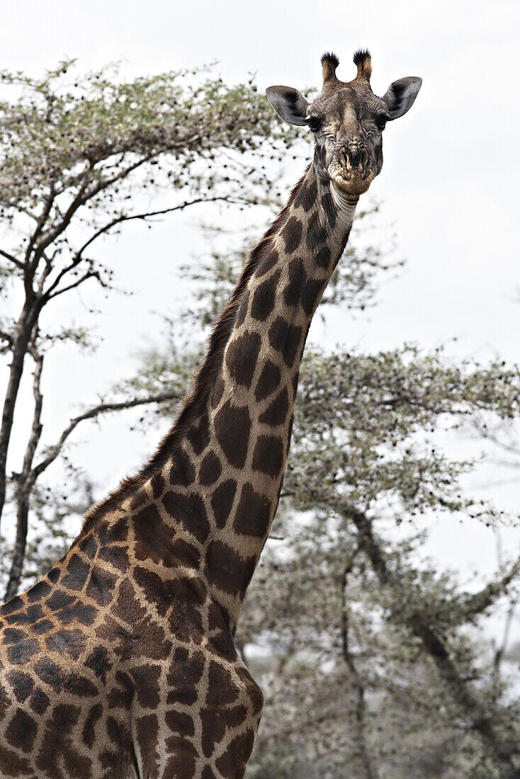 Giraffe in der Serengeti, Tansania, Afrika