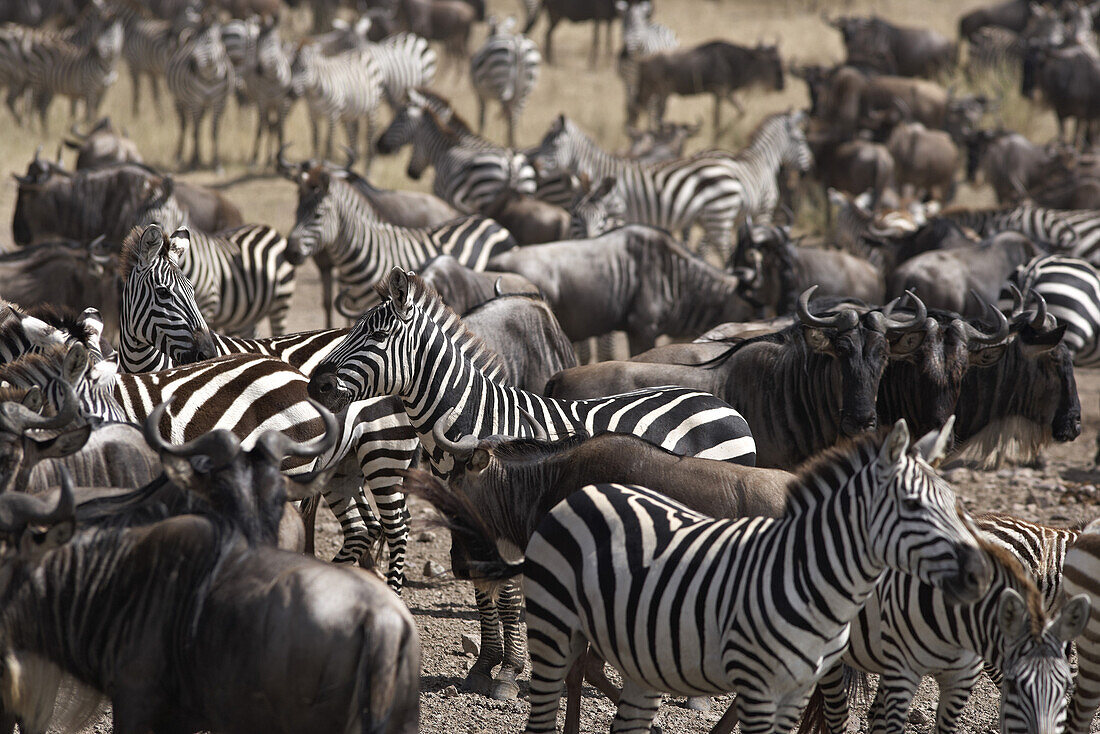 Zebraherde und Gnus, Serengeti, Tansania, Afrika