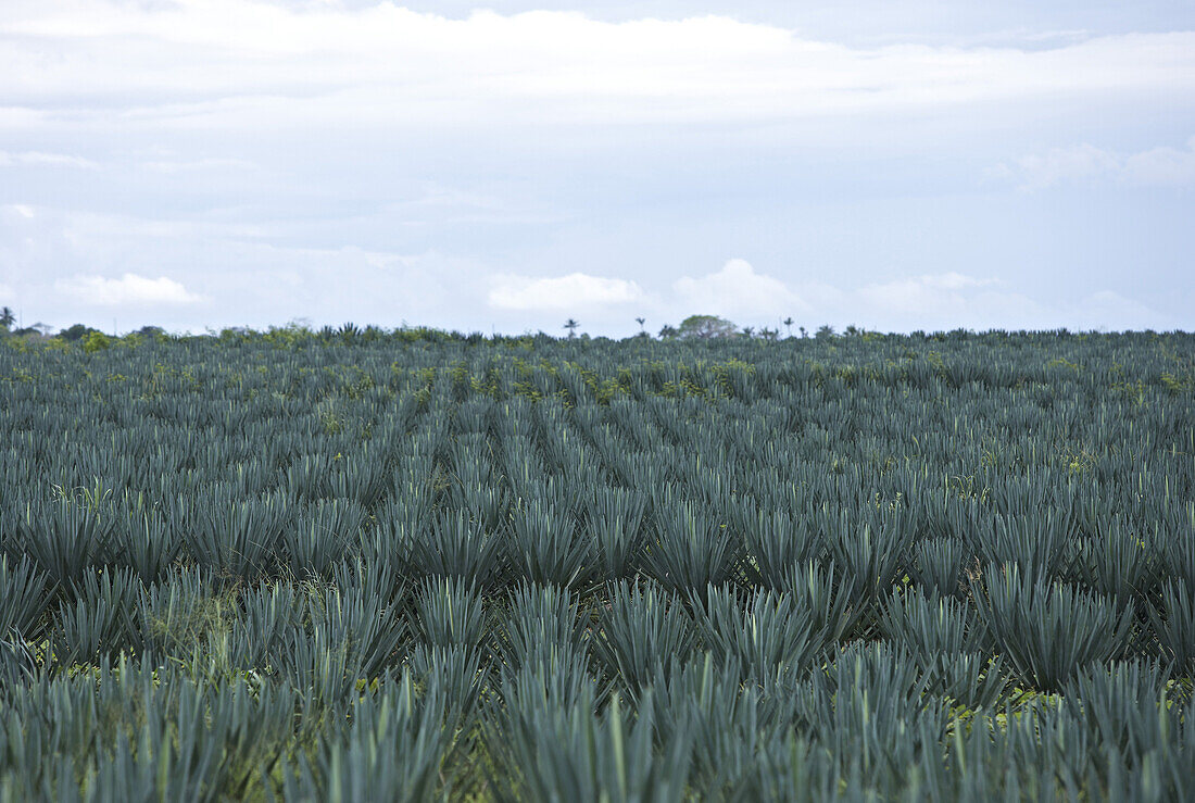 Sisalfelder unter Wolkenhimmel, Tansania, Afrika