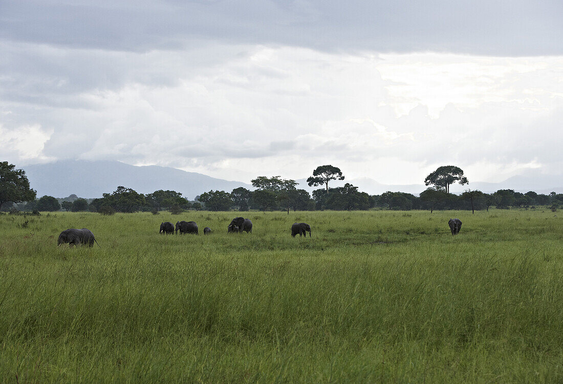 Elephant herd at Udzungwa Mountain National Park, Tanzania, Africa