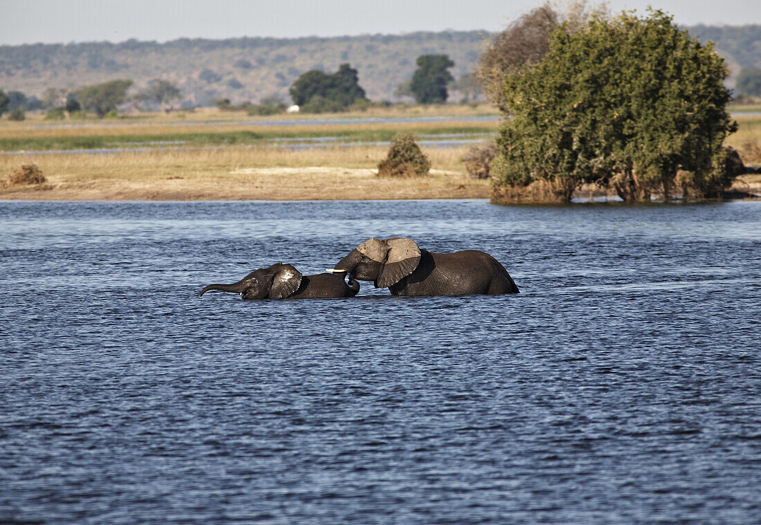 Elephants crossing a river, Chobe National Park, Botswana, Africa