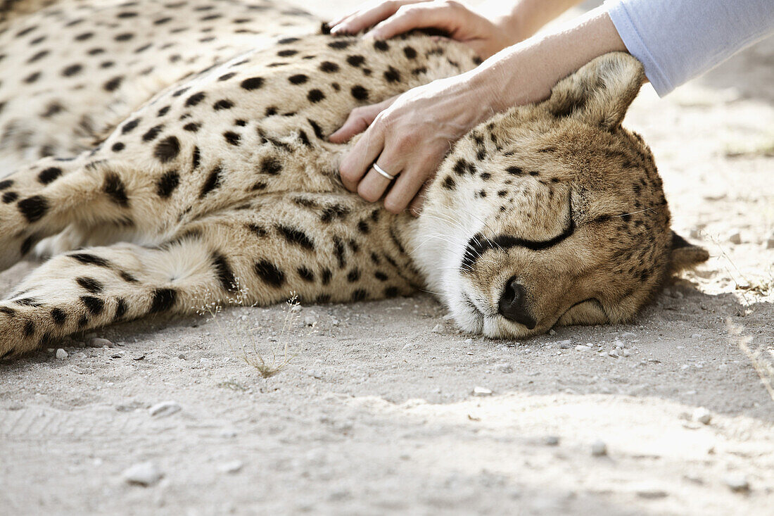 Hands petting a cheetah, Namibia, Africa