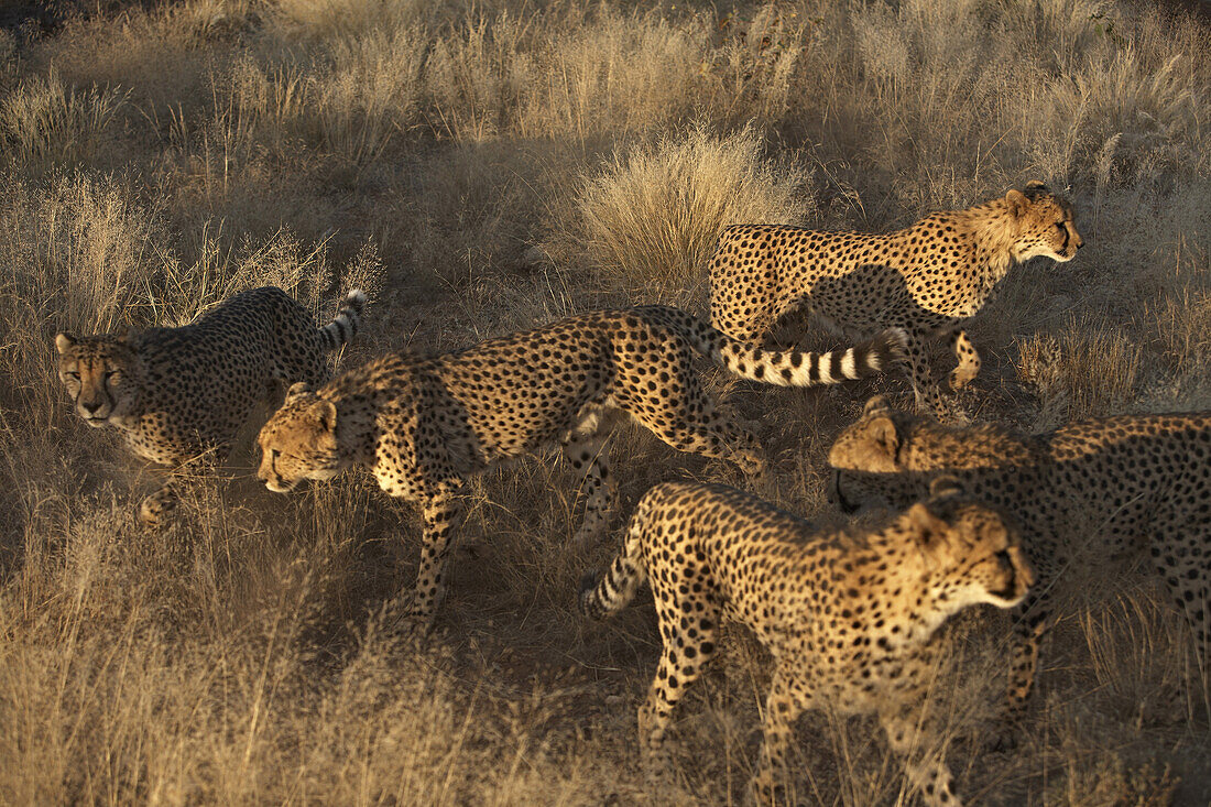 Cheetah herd at steppe, Namibia, Africa