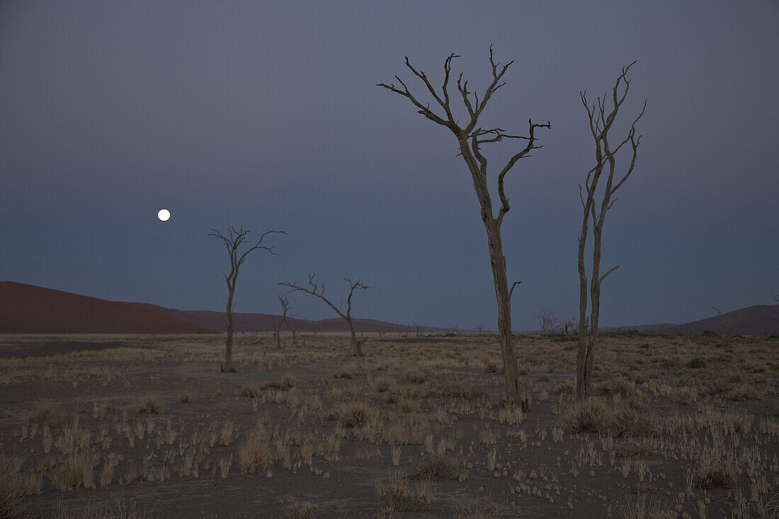 Tote Bäume bei Vollmond im Namib Naukluft Park, Sossusvlei, Namibia, Afrika