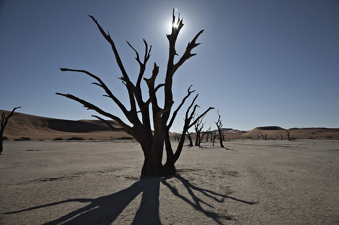 Salzsee mit toten Bäumen im Sonnenlicht, Namib Naukluft Park, Sossusvlei, Namibia, Afrika