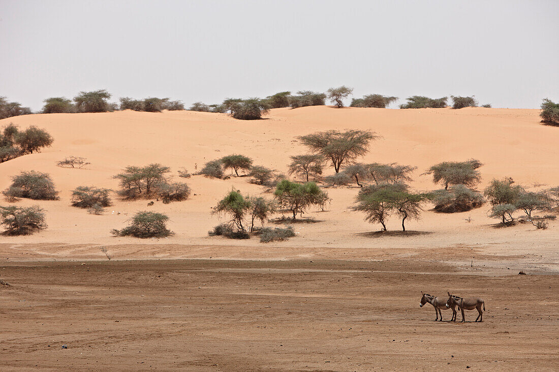 Donkeys on a dry lake in front of a red dune, Mauritania, Africa