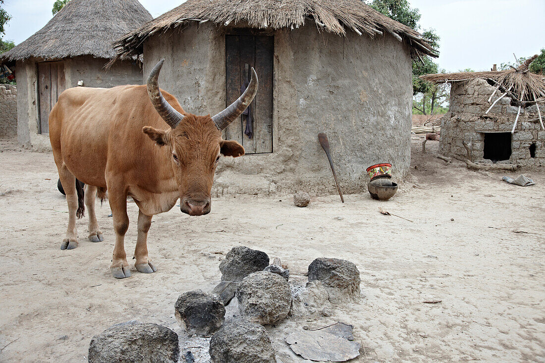 Ox in front of a mud hut, Bougouni, Mali, Africa