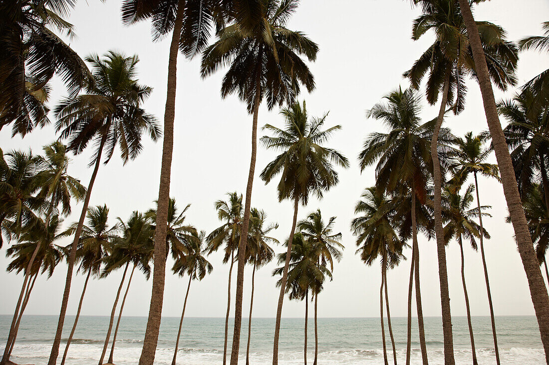 Palmen am Meer, Kap Küste, Ghana, Afrika