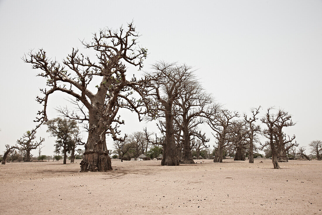 Baobab trees in barren landscape, Senegal, Africa