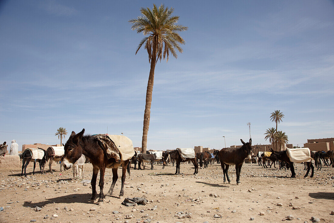 Donkey market, Risani, Morocco, Africa