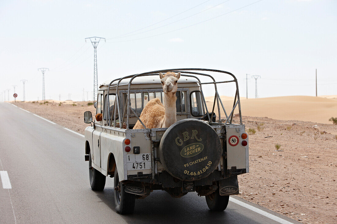 Kamel auf Landrover, Tan-Tan, Marokko, Afrika