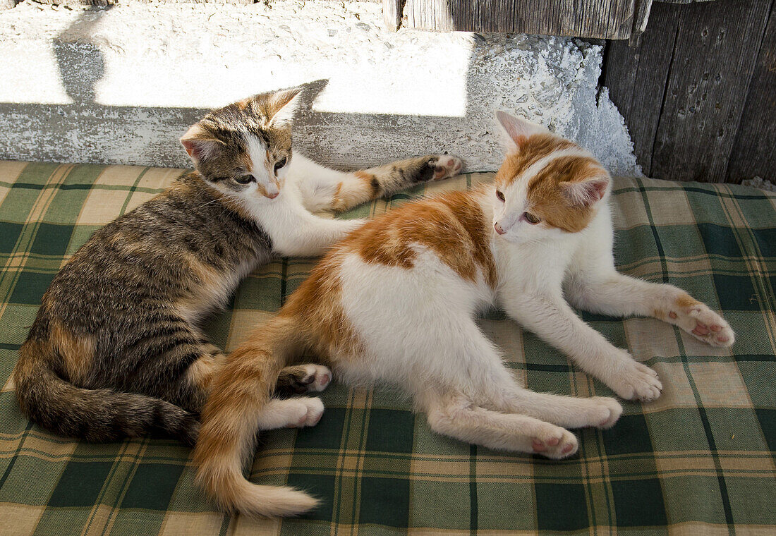 Junge Katzen, Brandstätthütte im Hochköniggebiet, Salzburger Land, Österreich