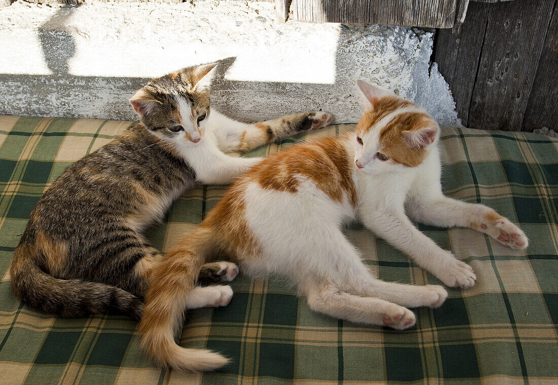 Two young kittens, cats at Brandstätt alm hut, Hochkönig, Salzburger Land, Austria