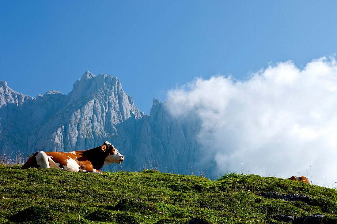 Kühe in der Nähe der Brandstätthütte im Hochköniggebiet, Salzburger Land, Österreich