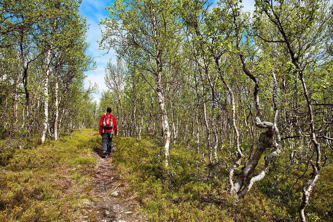 Hiker, birch tree, Lapland, northernd, northern Sweden, Sweden