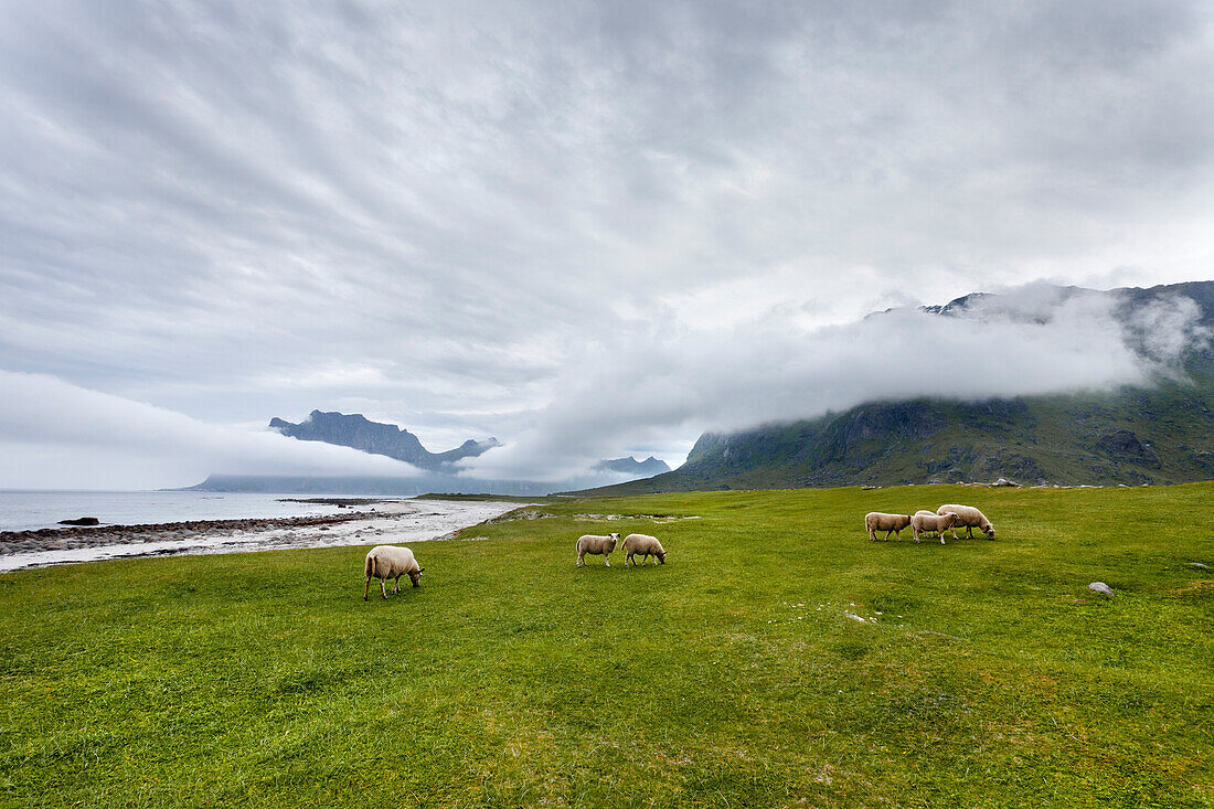 Schafe, Utakleiv, Vestvågøya, Lofoten, Nordnorwegen, Norwegen