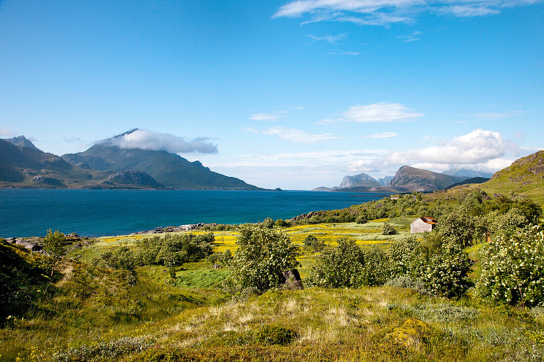 Blumenwiese am Nappstraumen, Vestvågøya, Lofoten, Nordnorwegen, Norwegen