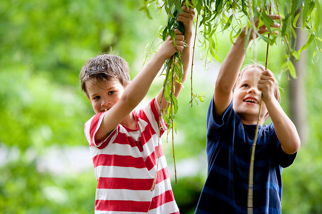 Zwei Jungen (6 - 7 Jahre) ziehen an Zweigen