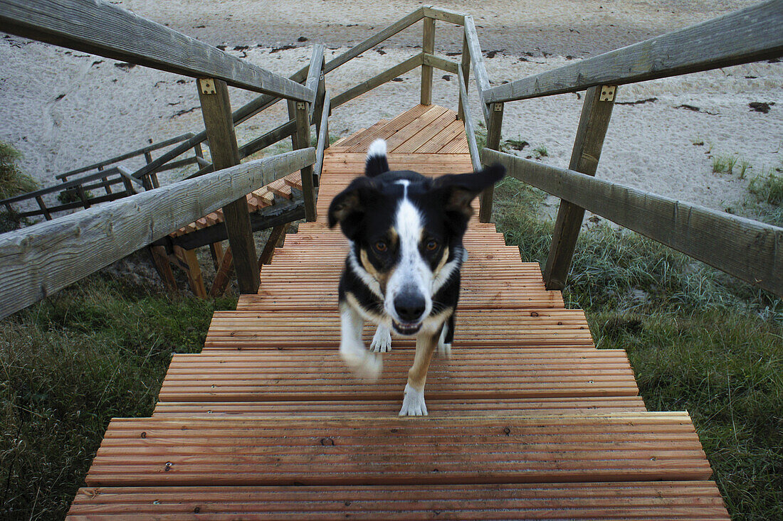 Dog running upstairs, Beach, Kraksdorf, Schleswig-Holstein, Germany, Europe