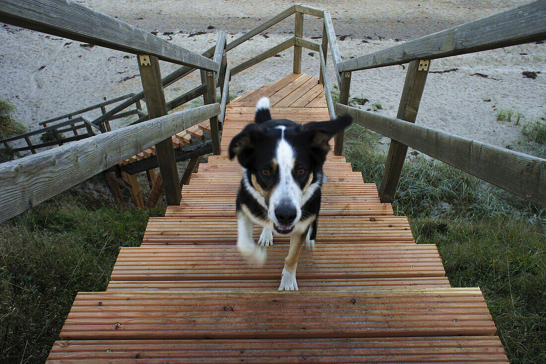 Hund läuft Treppe hoch, Strand, Kraksdorf, Schleswig-Holstein, Deutschland, Europa