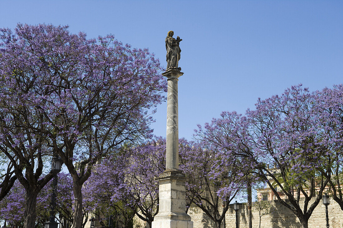 Säule mit Statue und blau blühenden Jacaranda Bäumen, Jerez de la Frontera, Andalusien, Spanien, Europa