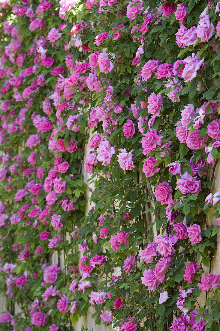 Rosafarbene Rosen in Garten am Alhambra Palast, Granada, Andalusien, Spanien, Europa