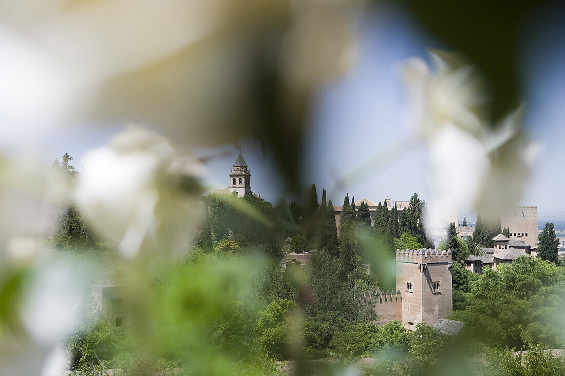 Gardens of Alhambra Palace in the sunlight, Granada, Andalucia, Spain, Europe