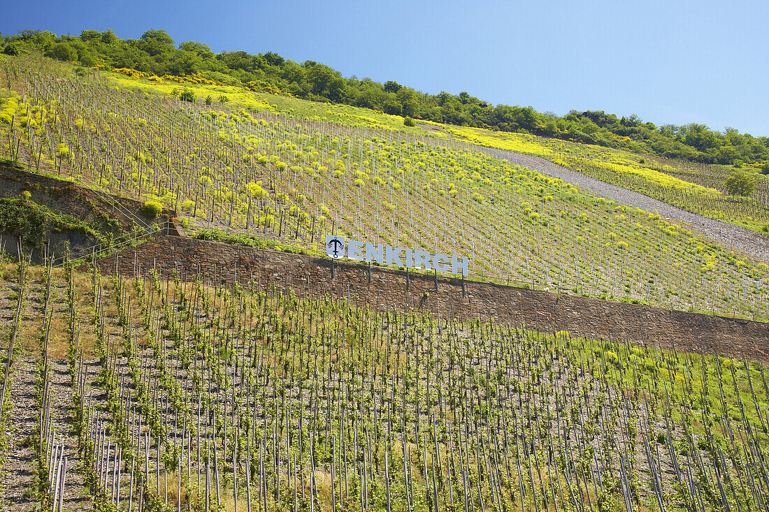 Vineyard near Enkirch, Flowering rape, Wine district, Rhineland-Palatinate, Germany, Europe