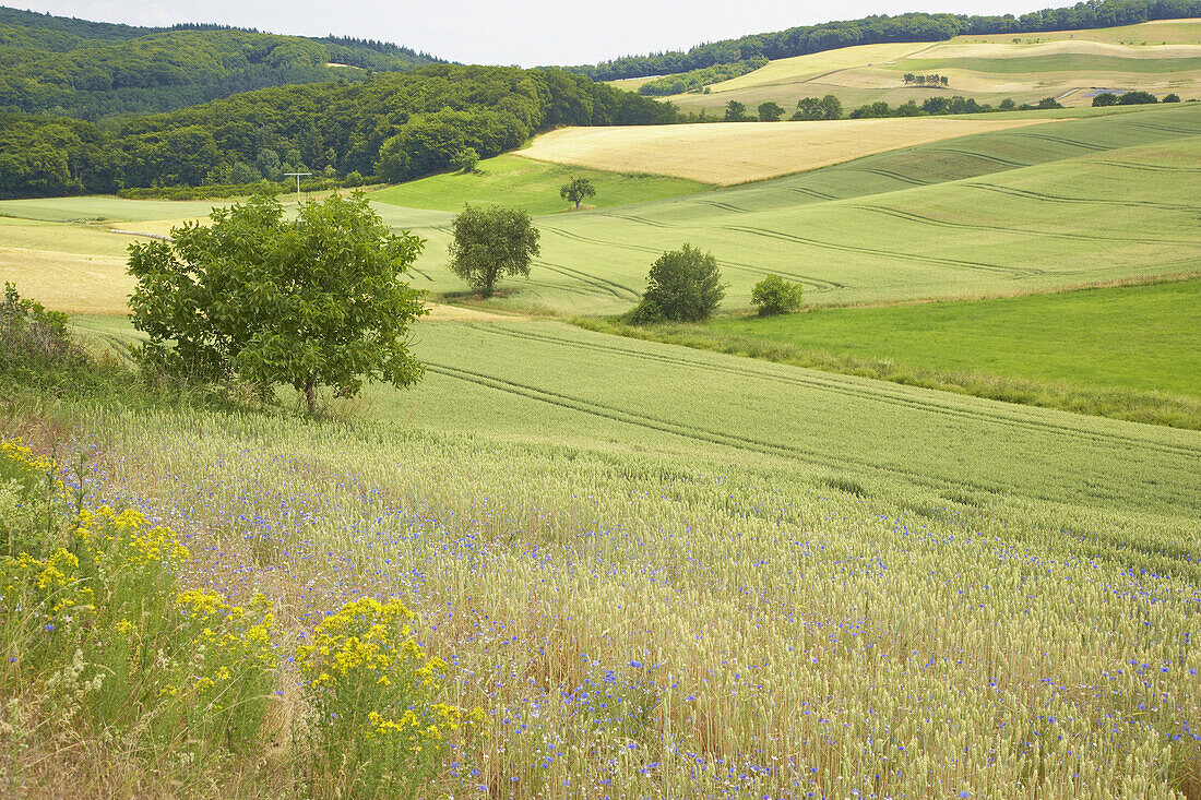 Landscape near Maria-Laach, Eifel, Rhineland-Palatinate, Germany, Europe
