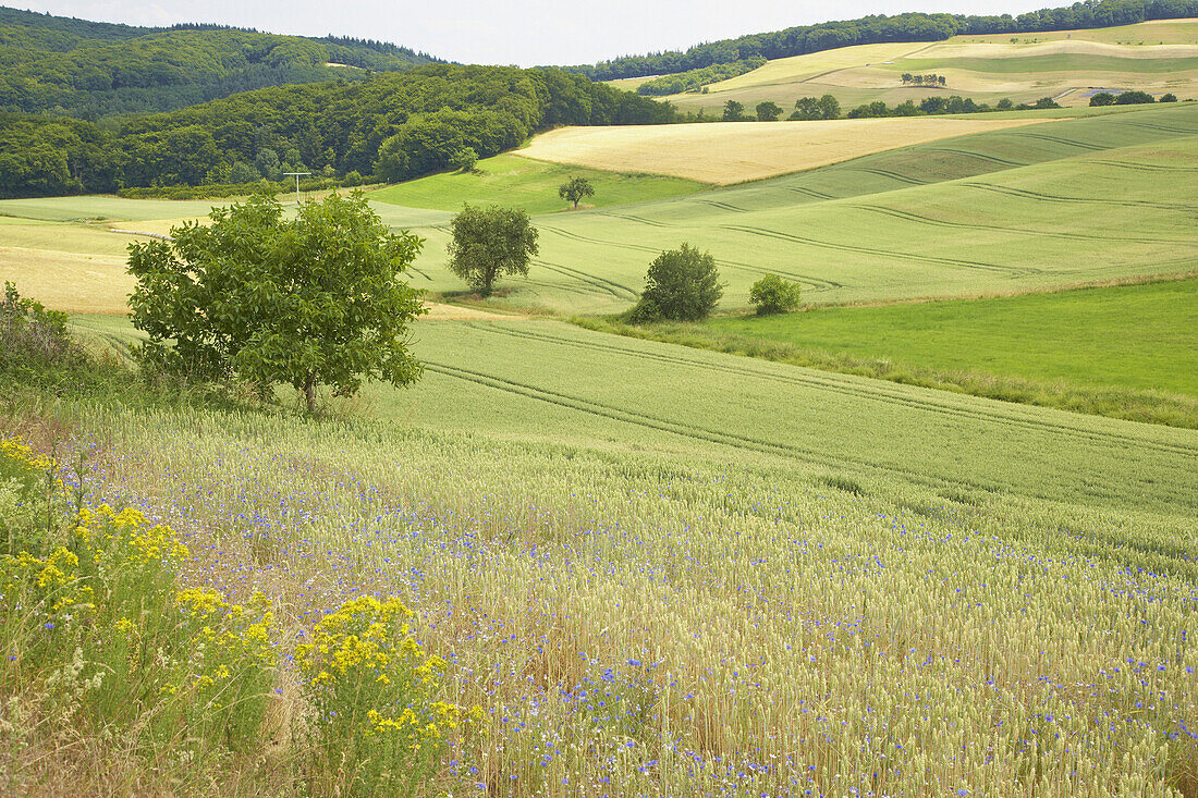 Landschaft bie Maria-Laach, Eifel, Rheinland-Pfalz, Deutschland, Europa