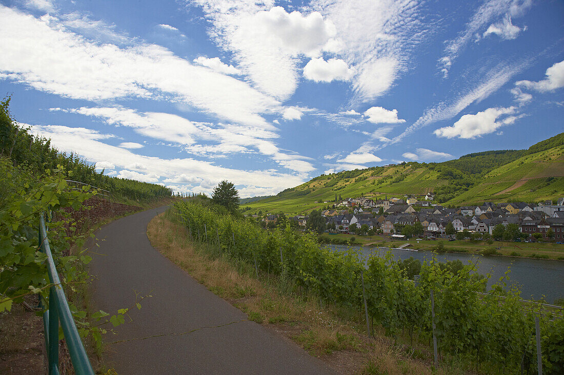 Reill an der Mosel, Weinanbau, Rheinland-Pfalz, Deutschland, Europa