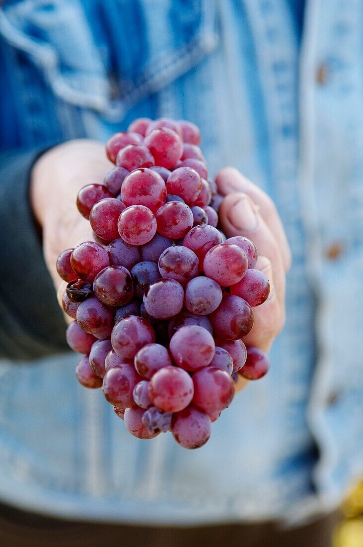 France, Tarn, Gaillac, wine producers, Bernard et Myriam Plageoles, harvest team on rose & white mauzac