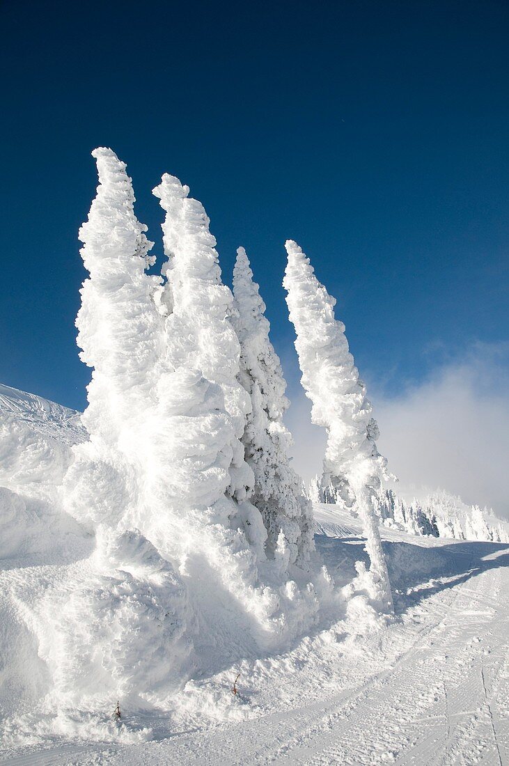 Canada, BC, Sun Peaks Ski Resort Ice and snow covered trees at the top of the mountain