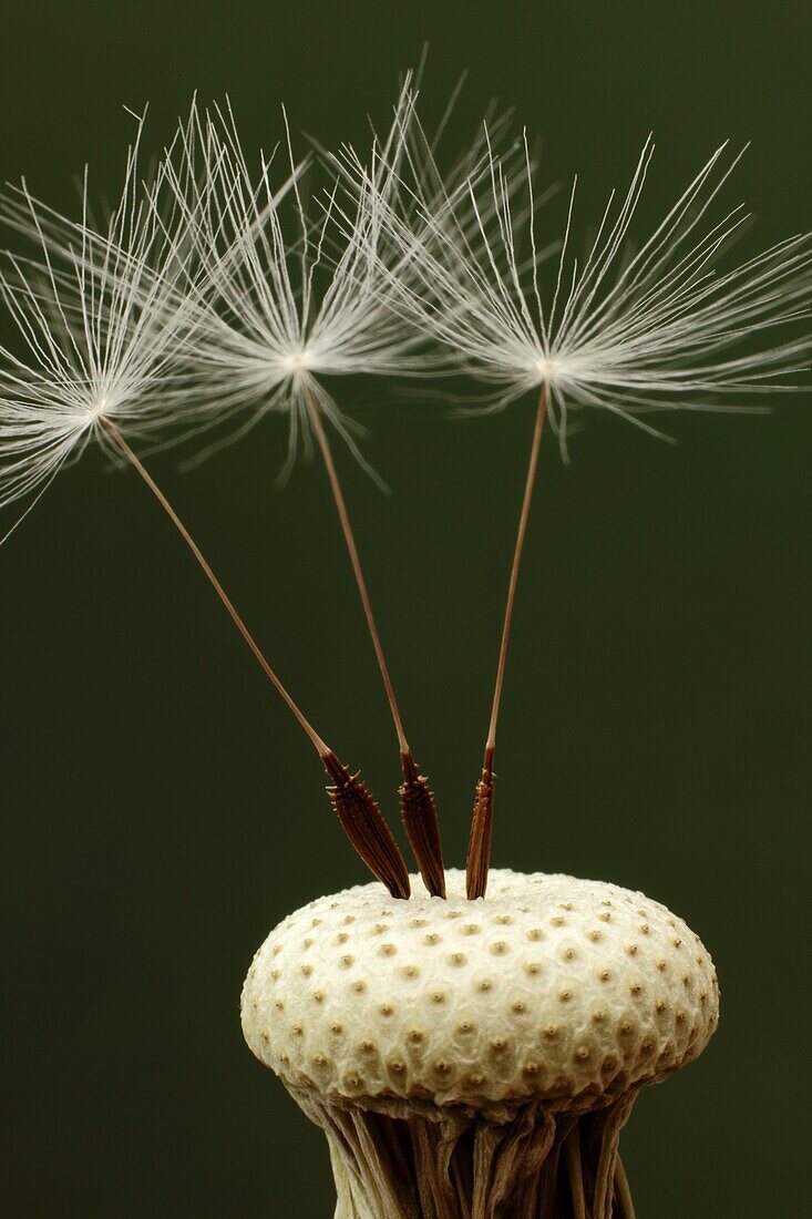 The last three Dandelion seeds attached to the head of the weed. Close up