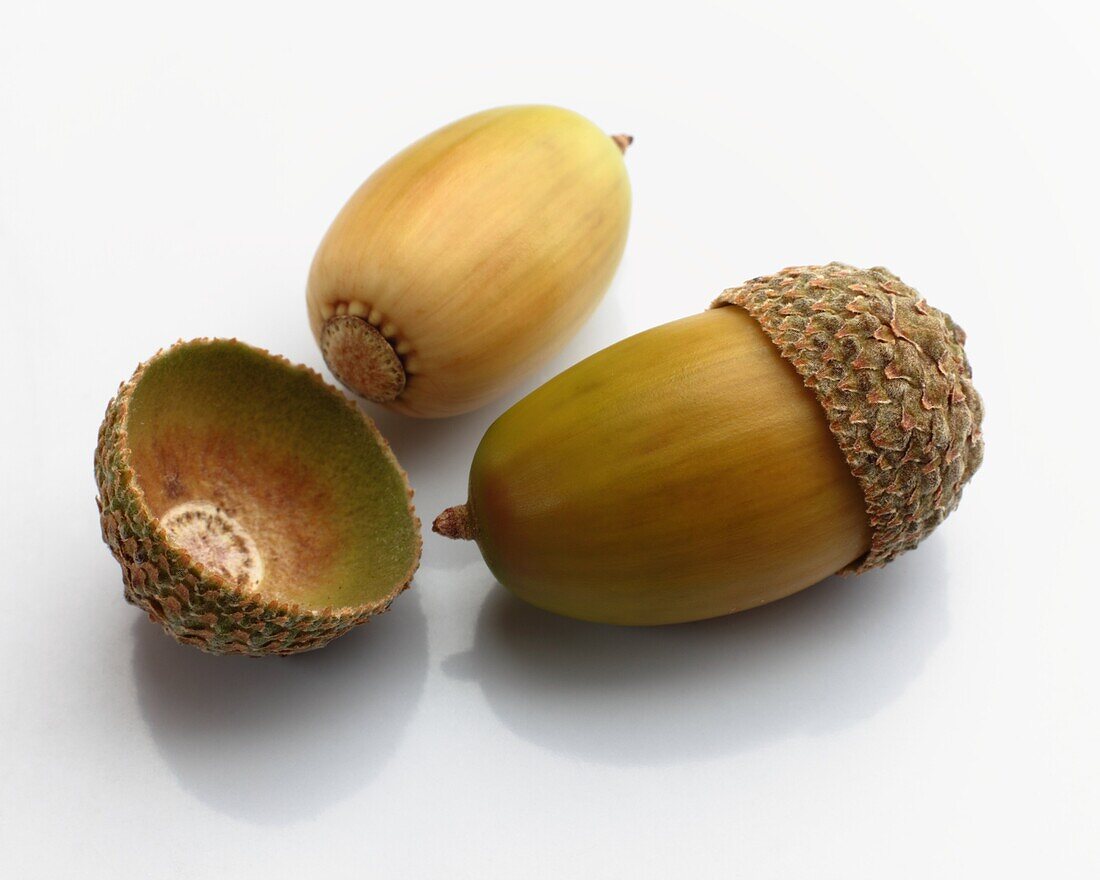 Two acorns close up with a reflection