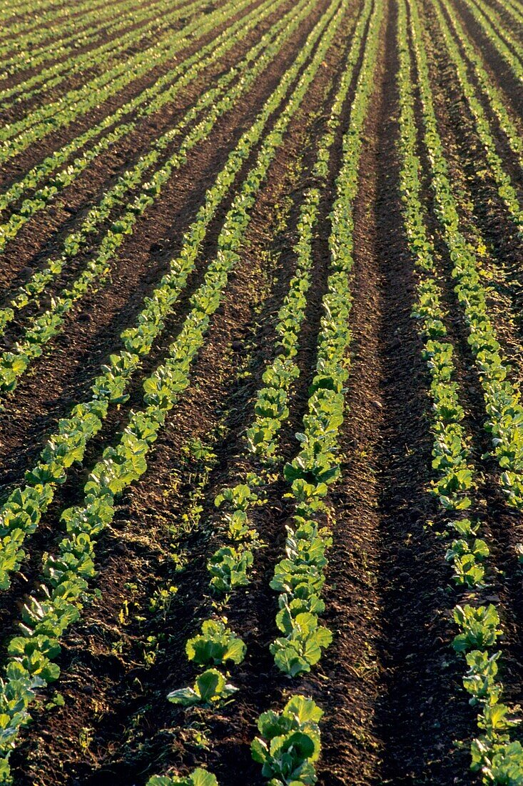 Agricultural crop plants in rows at sunrise along Refugio Road, near Santa Ynez, Santa Barbara County, California