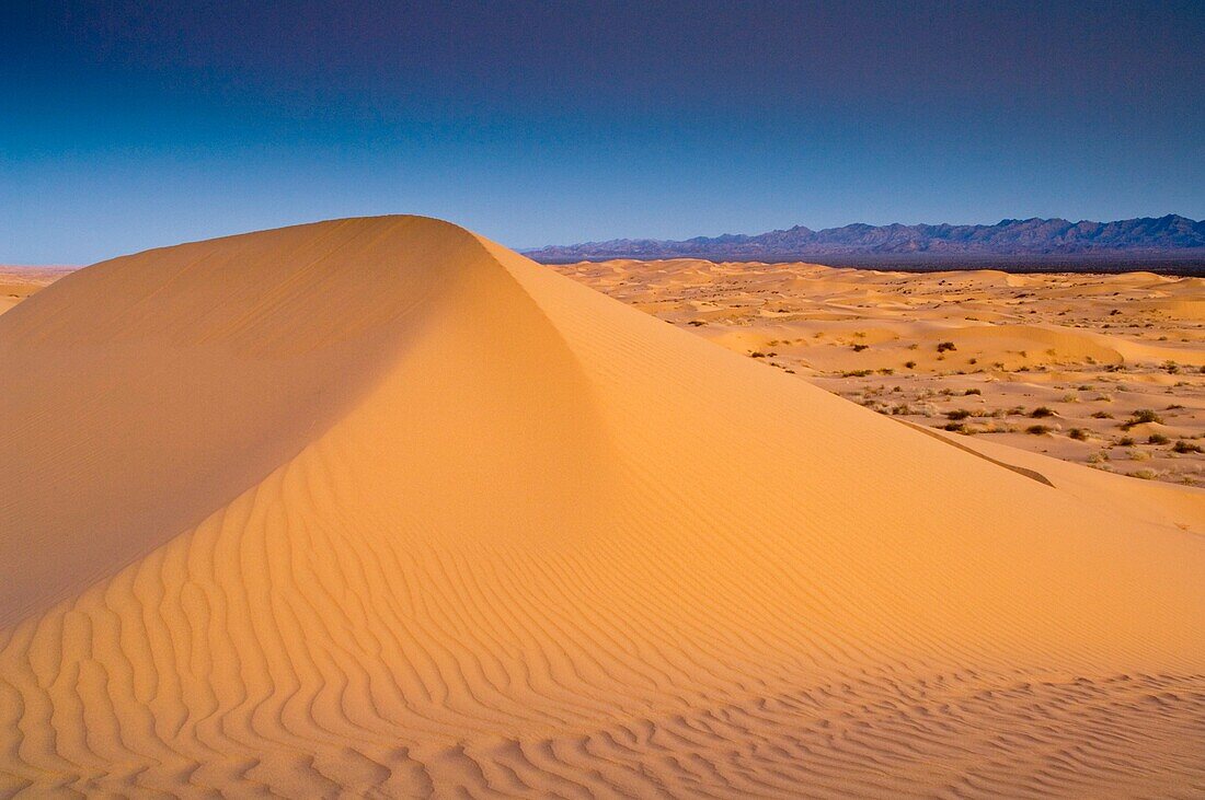 Dawn light over sand dunes, North Algodones Dunes Wilderness, Imperial County, California