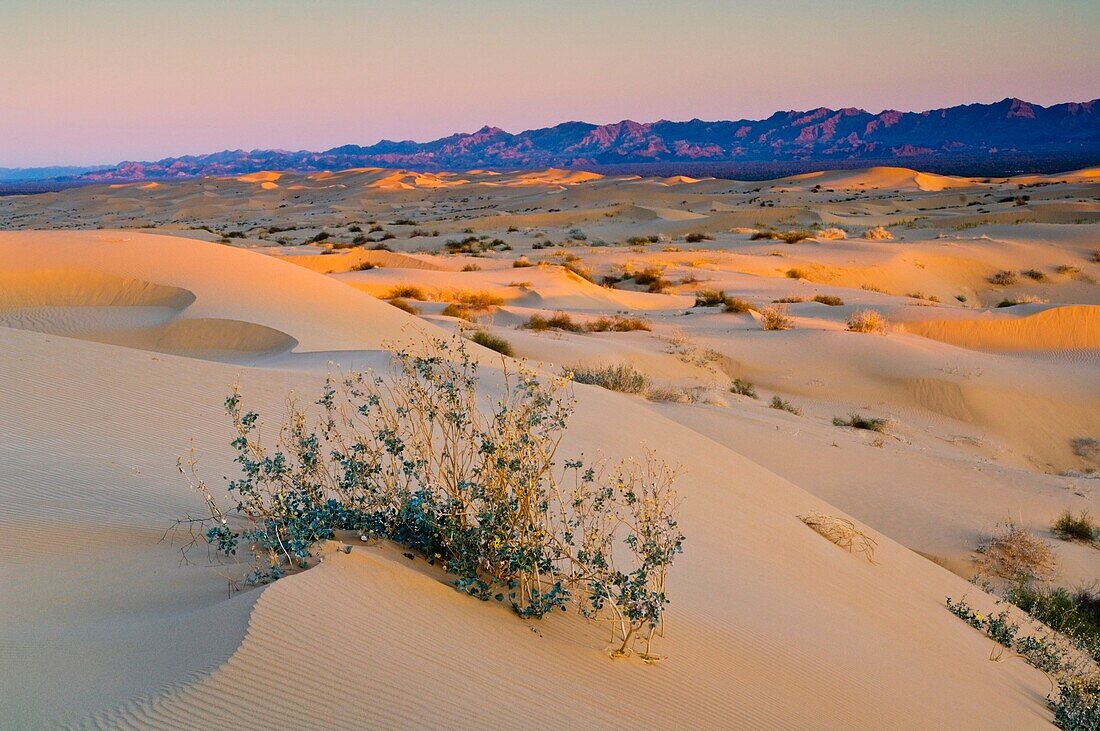 Desert plant in sand dunes at sunrise, North Algodones Dunes Wilderness, Imperial County, California