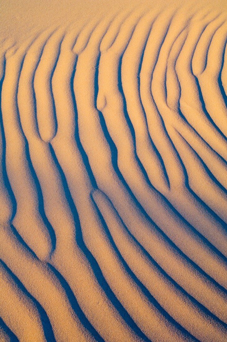 Wind blown patterns in sand dunes at sunrise, North Algodones Dunes Wilderness, Imperial County, California
