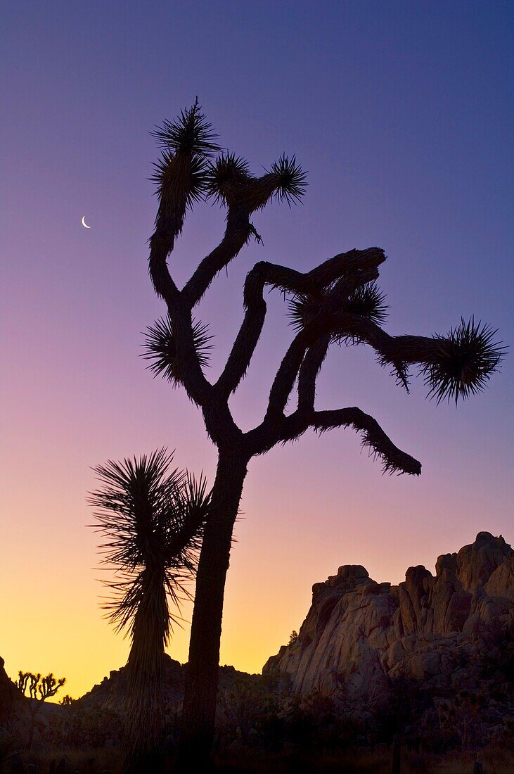 Crescent moon at sunrise over Joshua Tree and boulder rock outcrop, near Quail Springs, Joshua Tree National Park, California
