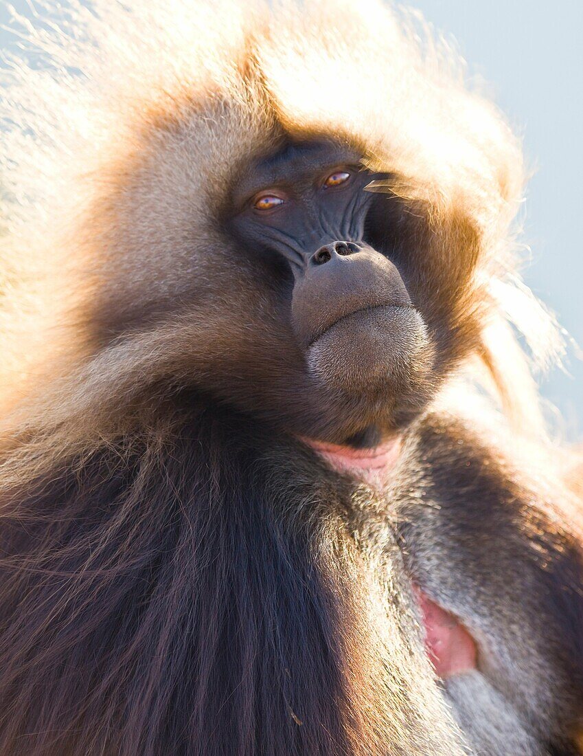 Gelada Baboon, Simien Mountains, Ethiopia, Africa