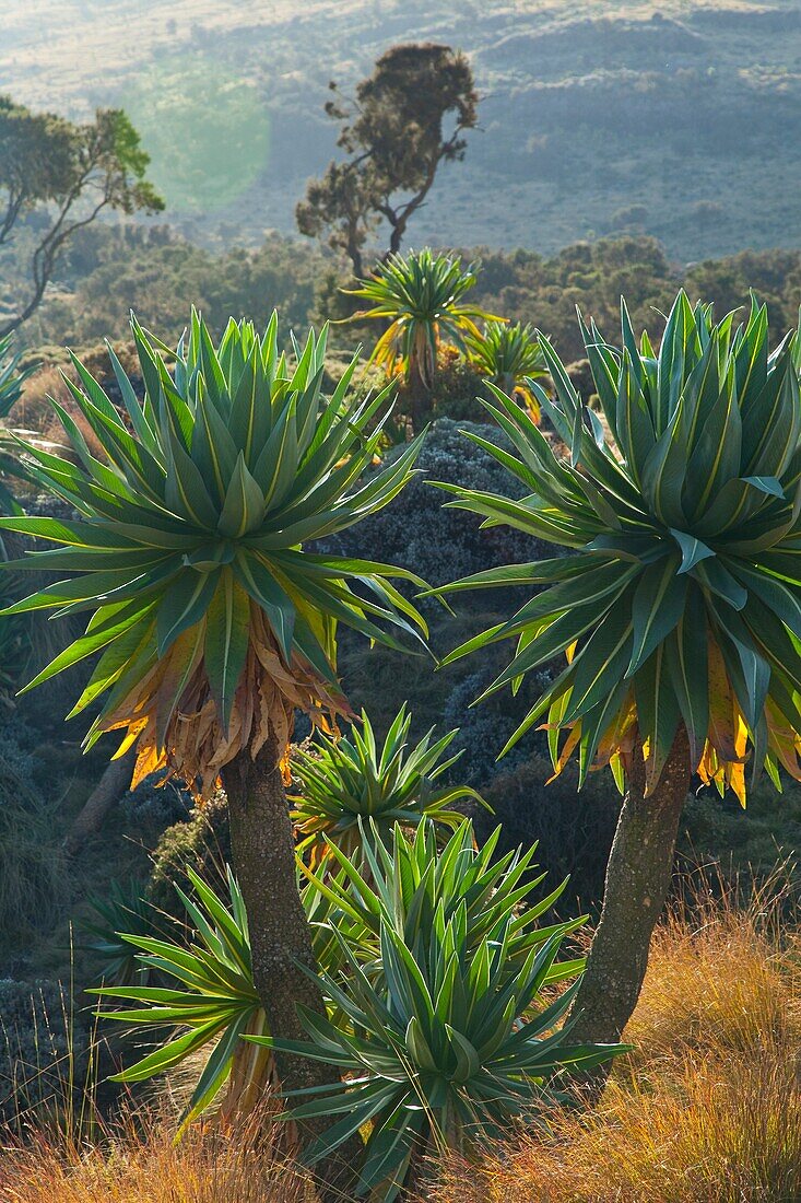 Giant Lobelia in Chennek Area, Simien Mountains, Ethiopia, Africa