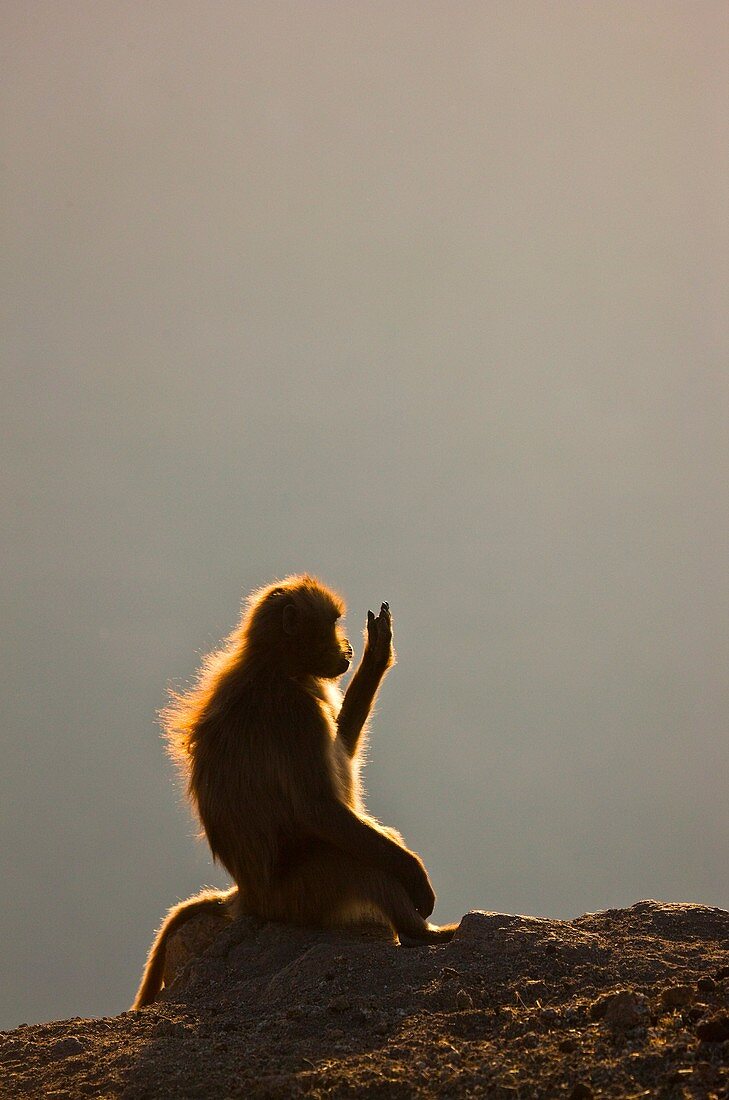 Gelada Baboon, Simien Mountains, Ethiopia, Africa