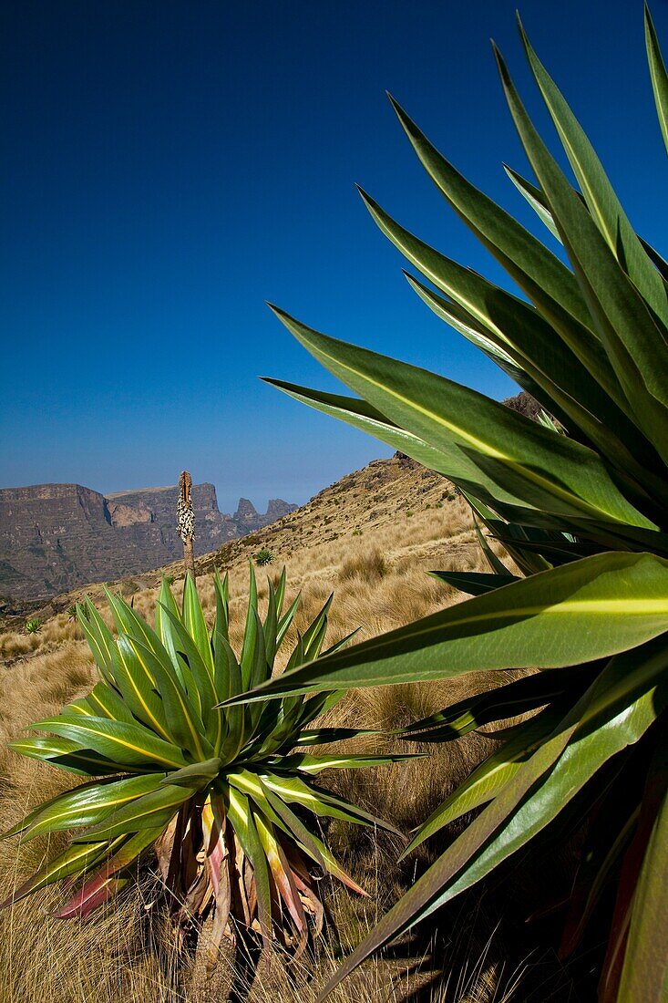 Giant Lobelia in Chennek Area, Simien Mountains, Ethiopia, Africa