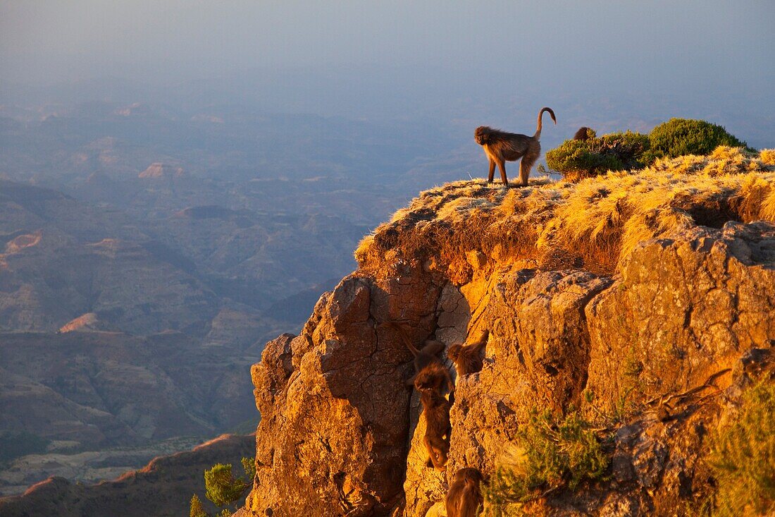 Gelada Baboon, Simien Mountains, Ethiopia, Africa